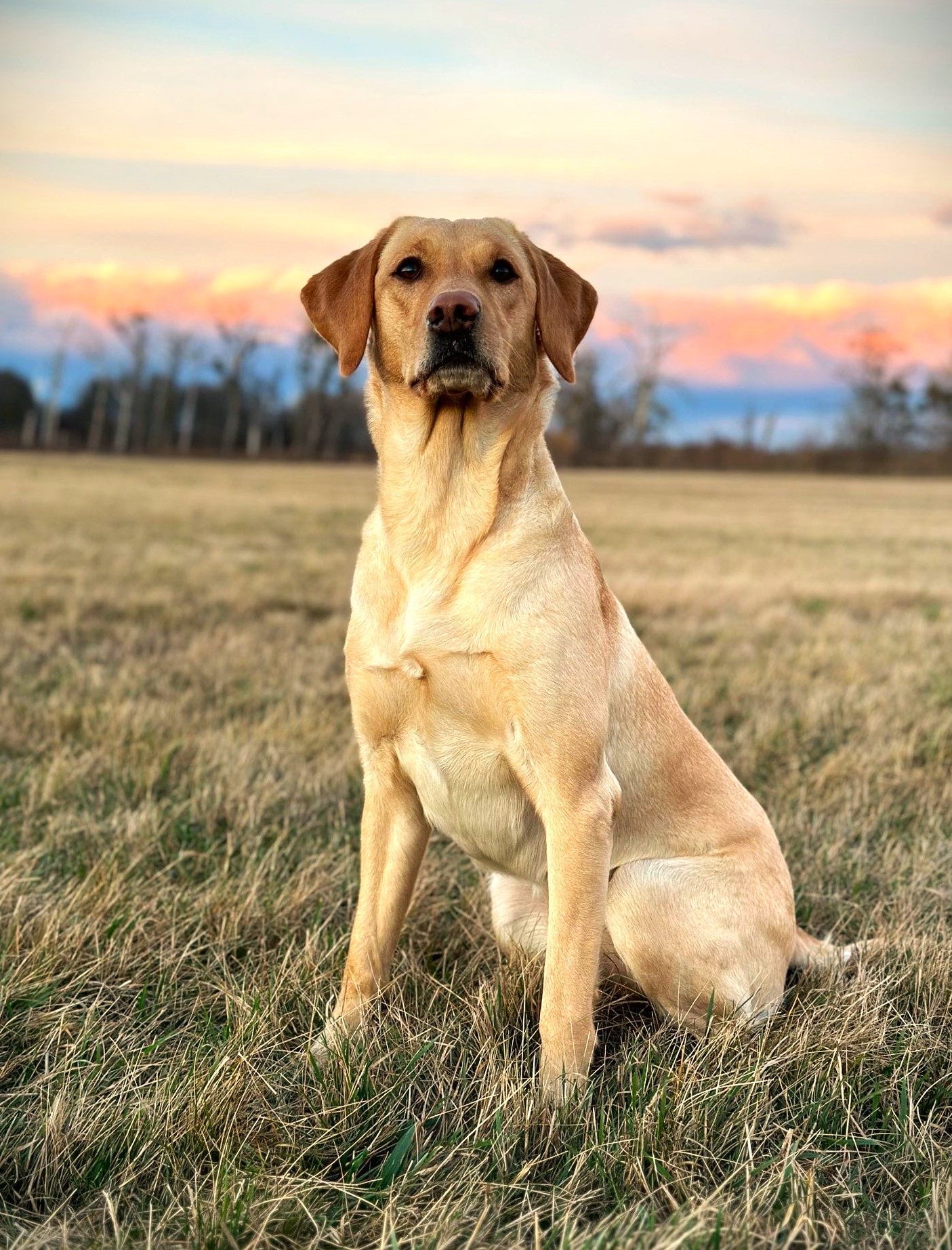 Remington of Rough Corner Castle