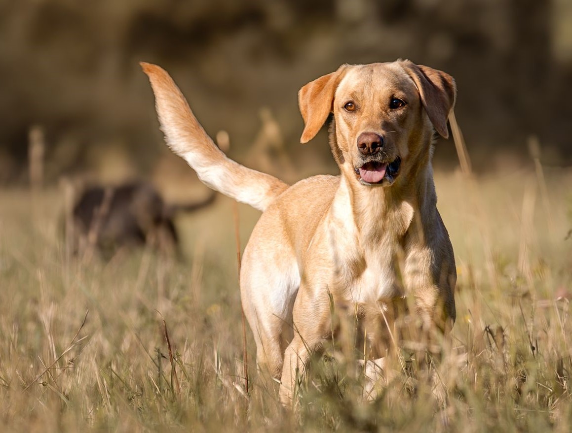 Remington of Rough Corner Castle