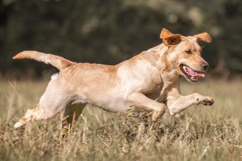 Remington of Rough Corner Castle