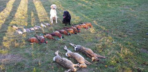 Strecke nach einem netten Jagdtag - Labradorzucht Hunting Treasures